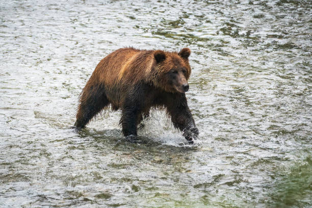 Grizzly Bear Catching Salmon stock photo