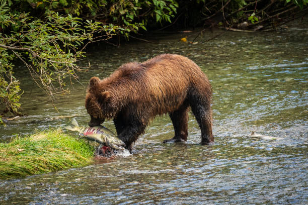 grizzly attrapant du saumon - landscape canada north america freshwater fish photos et images de collection