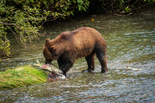 Grizzly Bear Catching Salmon stock photo