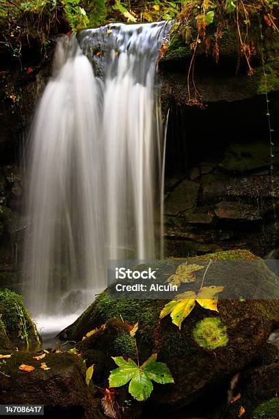 Blatt Mit Wasserfall Stockfoto und mehr Bilder von Blatt - Pflanzenbestandteile - Blatt - Pflanzenbestandteile, Bunt - Farbton, Fallen