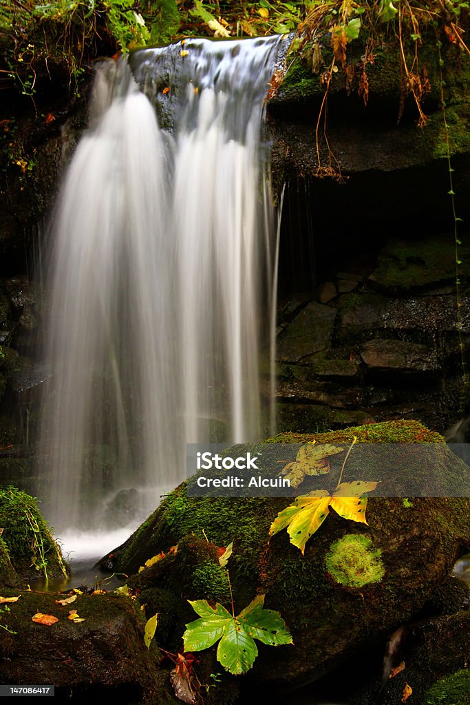 Feuille avec cascade - Photo de Automne libre de droits