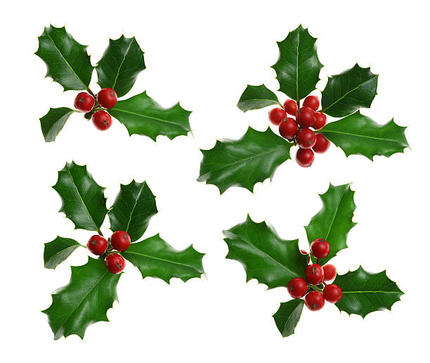istock Four batches of holly with berries 147086462