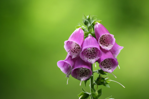 Beautiful purple Digitalis grandiflora