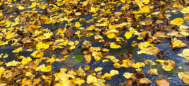 Autumn leaves on street banner