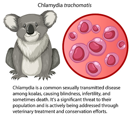 Example Of Chlamydia Chlamydia Trachomatis Avec Explication Vecteurs libres de droits et ...