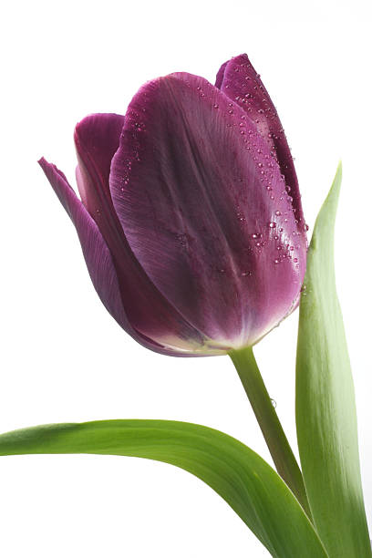 tulipán púrpura - cut out tulip close up drop fotografías e imágenes de stock