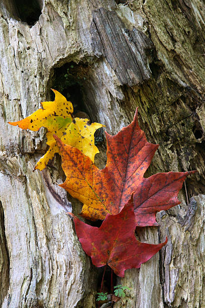istock Maple Leaves Coloured from Autumn in yellow to red 147086603