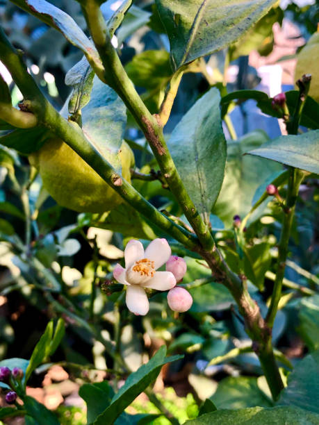 lemon tree blumen - agriculture branch cut flowers citrus fruit stock-fotos und bilder