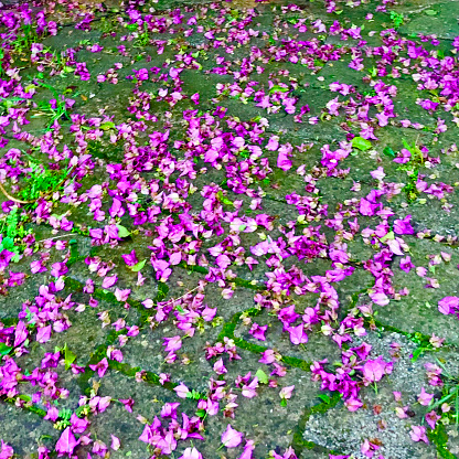 Bougainvillea petals