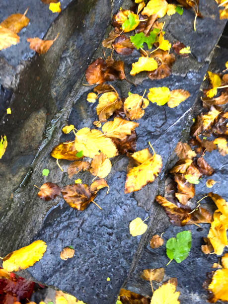 istock Autumn leaves on street 1470868516