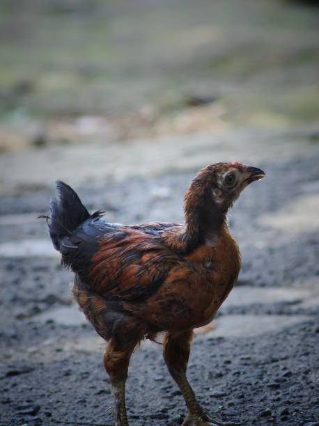 istock Chicks in the middle of the road 1470869730