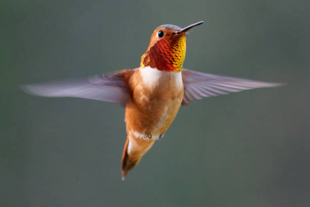 istock Male Rufous Hummingbird 1470870036