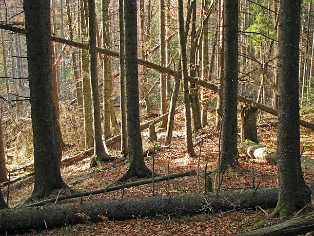 Backwoods. stock photo