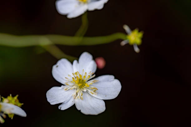 istock Ranunculus platanifolius growing in mountains 1470870705