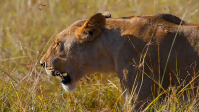 SLOW MOTION Lion walking in tall grass on sunny wildlife reserve