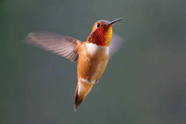 istock Male Rufous Hummingbird 1470871758