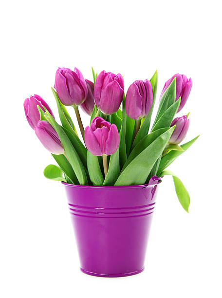 Purple tulips in bucket