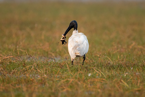 Black headed ibis bird with a snake kill in its beak with use of selective focus