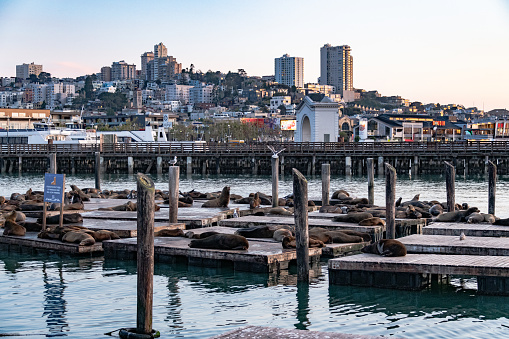 Seals as Pier 39, San Francisco, California, USA