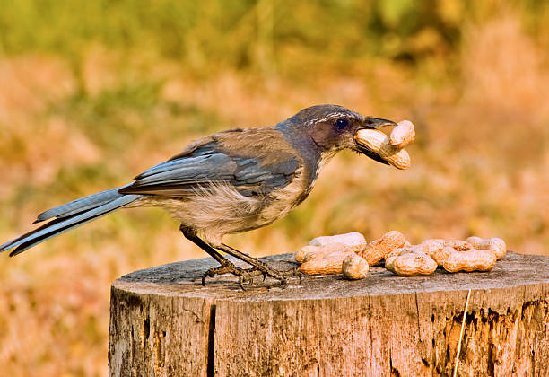 Aphelocoma Coerulescens com amendoim - foto de acervo