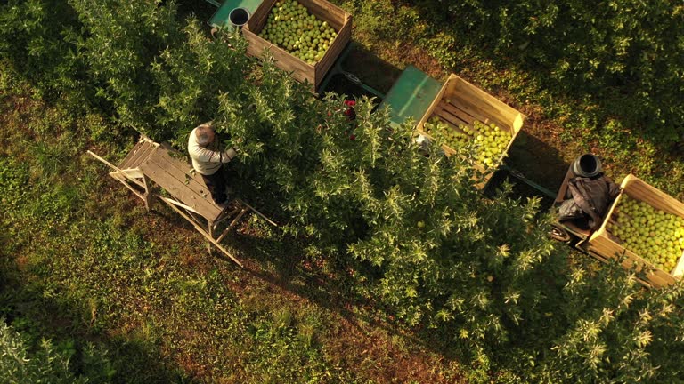 picking apples