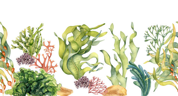 ilustrações de stock, clip art, desenhos animados e ícones de seamless banner of colorful sea plants watercolor illustration isolated on white. - spirulina pacifica illustrations