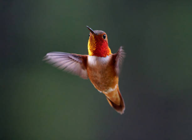 istock Male Rufous Hummingbird 1470873510