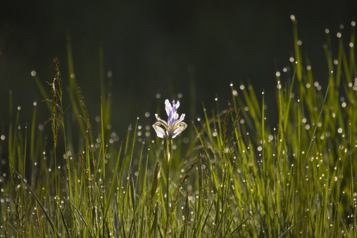 Morning dew on an open meadow and iris, backlit