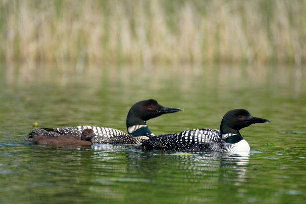 istock Common Loon family 1470873724
