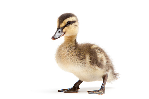 duckling isolated on white background - baby mallard (Anas platyrhynchos) closeup