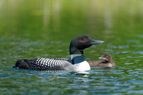 istock Common Loon family 1470874510