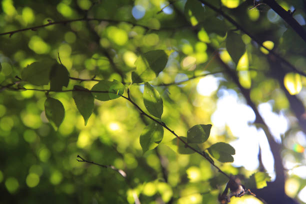 istock a Green leaves background, the plant leaf 1470874594