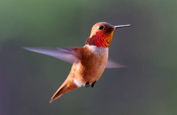 istock Male Rufous Hummingbird 1470874610