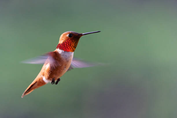 istock Male Rufous Hummingbird 1470874640