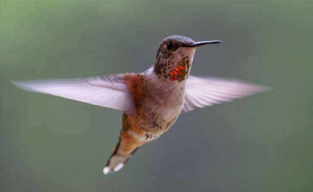 istock immature Male Rufous Hummingbird 1470875796