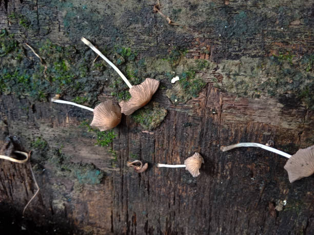 istock Mushroom growing on rotting wood 1470875810