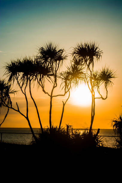 Pandanus at sunset pandanus palms at sunset darwin nt stock pictures, royalty-free photos & images