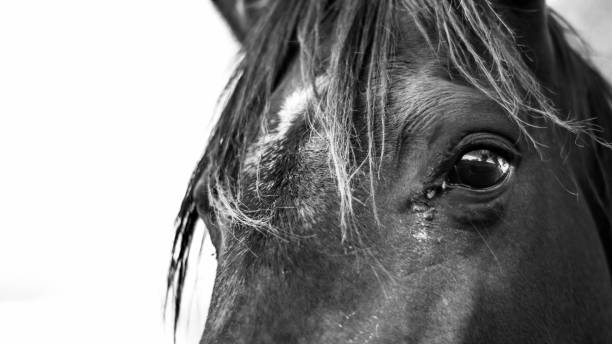 istock Portrait of a horse 1470875982