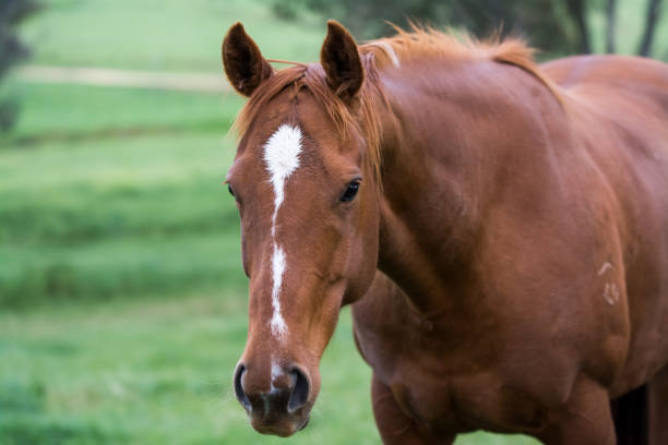istock Portrait of a horse 1470876137