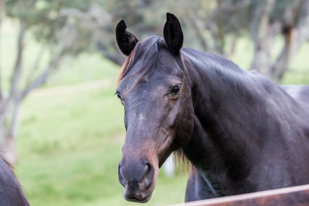 istock Portrait of a horse 1470876138
