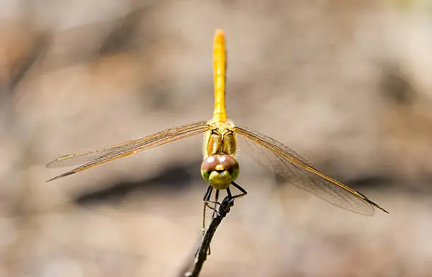 Photo of Red-veined darter