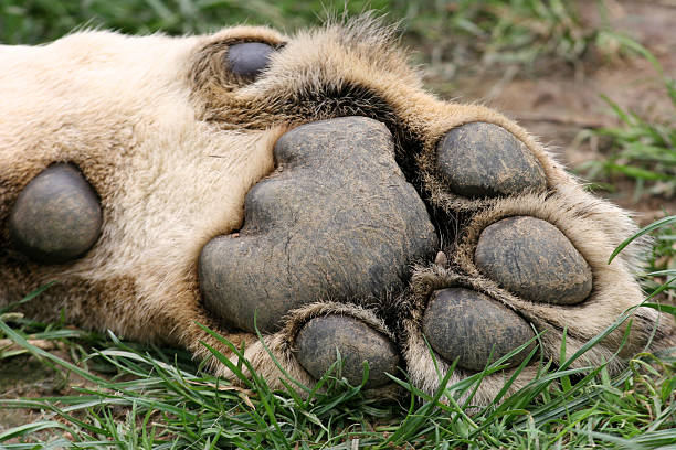 lions paw stock photo