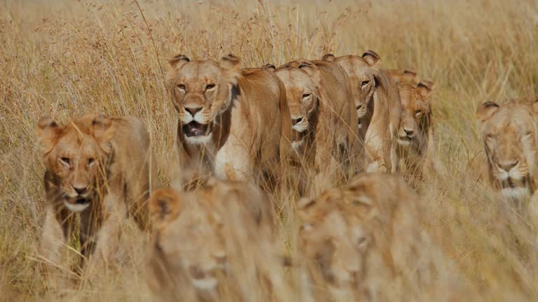 SLOW MOTION Pride of lions walking in sunny tall grass on wildlife reserve
