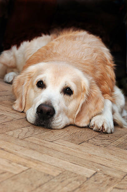 istock Sad golden retriever lying on the floor 147087746