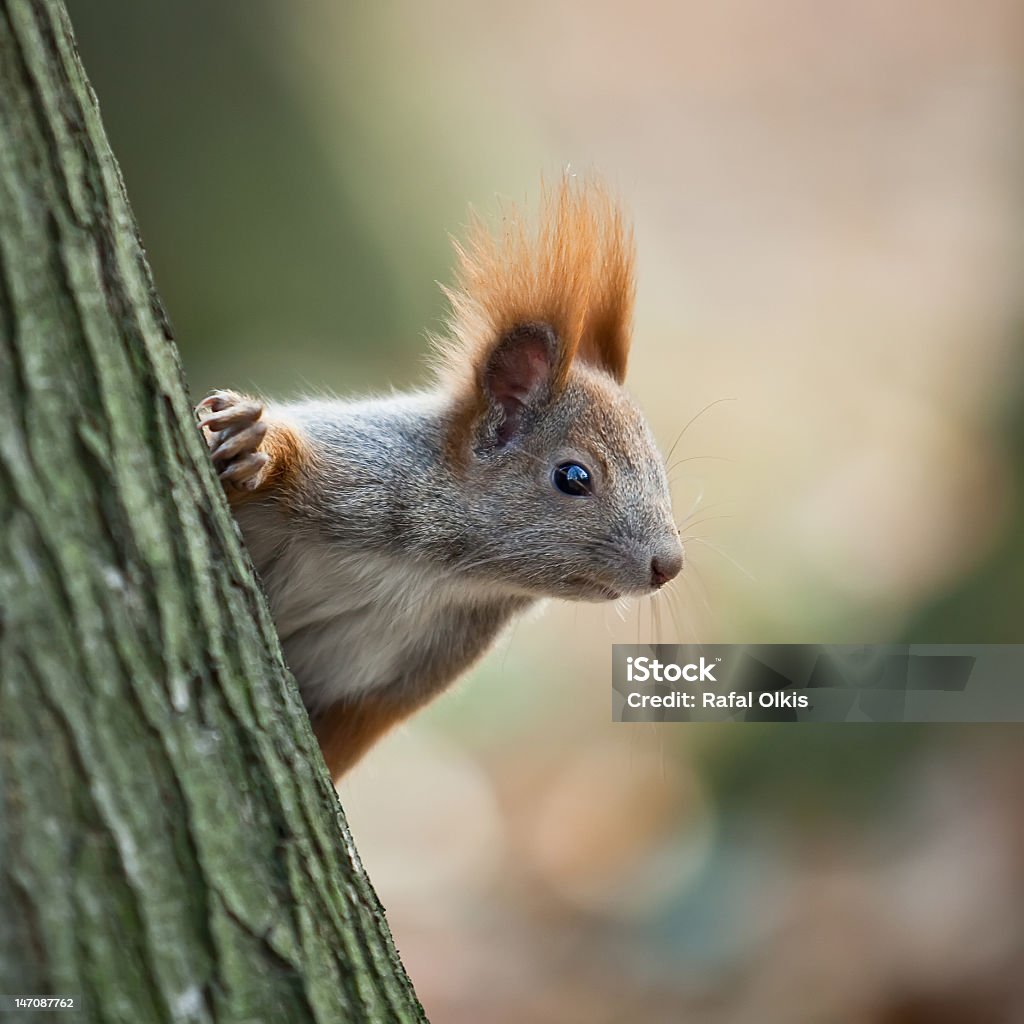 Ardilla en otoño parque - Foto de stock de Aire libre libre de derechos