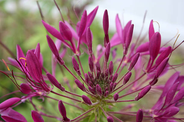 Beautiful fuscia flower stock photo