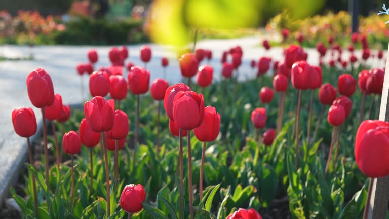 Pink tulips garden. Beautiful spring natural background