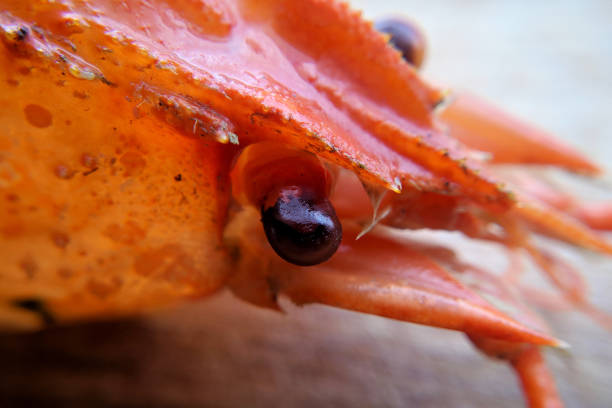 Boiled red crayfish head closeup, macro photography, selective focus, blurred background