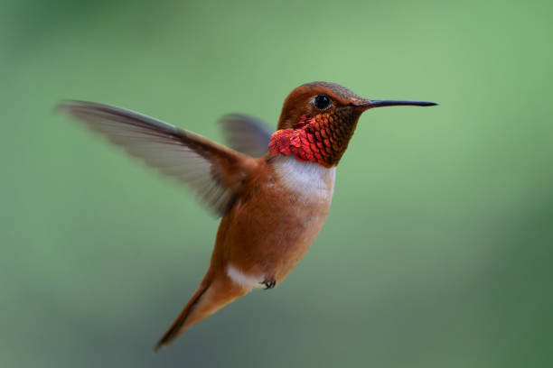 istock Male Rufous Hummingbird 1470878712
