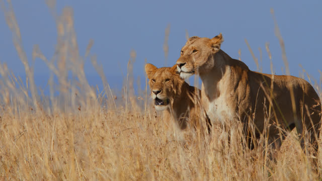 SLOW MOTION Lions standing in tall golden grass on sunny wildlife reserve